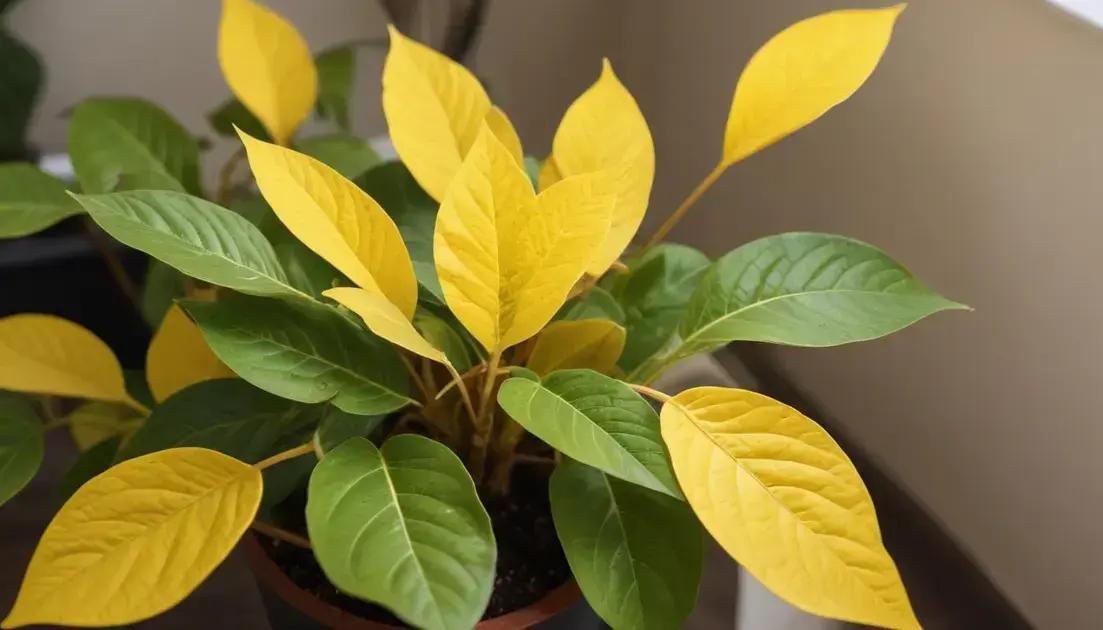Common plant problems for beginners: solutions you can try today